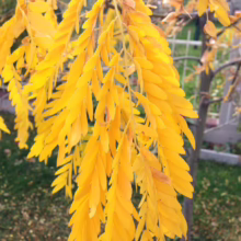 Golden Honey Locust tree branch in autumn, showcasing vibrant yellow leaves cascading down. Fall foliage and a glimpse of a white fence add to the seasonal beauty.