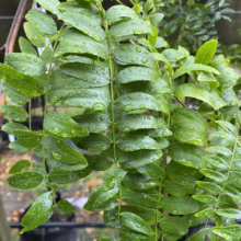 Close-up of a weeping sophora tree branch with lush green leaves covered in raindrops, showcasing its delicate foliage.