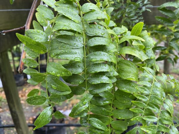 <i>Gleditsia triacanthos</i> var. <i>inermis</i> 'Emerald Cascade' - Image 3