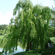 Weeping birch tree with lush green leaves cascading down, gracefully bordering a tranquil pond under a bright blue sky. The serene landscape evokes a sense of peace and natural beauty.