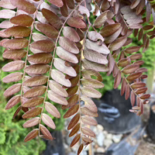 Close-up of 'Purple Robe' locust tree foliage, showcasing its unique bronze-purple leaves. The delicate, fern-like leaflets create a weeping effect, with green foliage and potted trees visible in the background.
