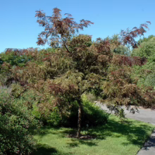 A Japanese maple tree with burgundy and green leaves stands gracefully on a lawn, its branches reaching out against a backdrop of lush greenery and a clear blue sky.