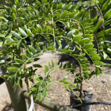 Gleditsia triacanthos var. inermis ‘Skyline’ (Honey Locust) foliage.
