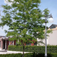 Gleditsia triacanthos var. inermis ‘Skyline’ (Honey Locust) young form.