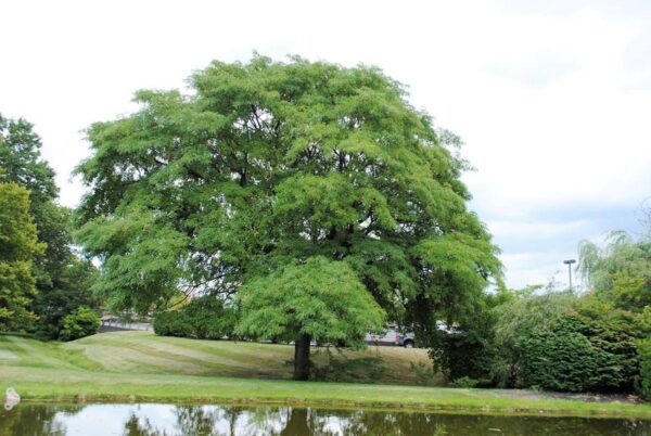 <i>Gleditsia triacanthos</i> var. <i>inermis</i> 'Skyline'