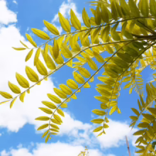 Gleditsia triacanthos var. inermis ‘Sunburst’ (Honey Locust) foliage.
