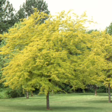Gleditsia triacanthos var. inermis ‘Sunburst’ (Honey Locust) in an open space.