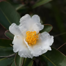 Close-up of a Gordonia lasianthus flower, showcasing its delicate white petals and vibrant yellow stamen against a backdrop of glossy green leaves.
