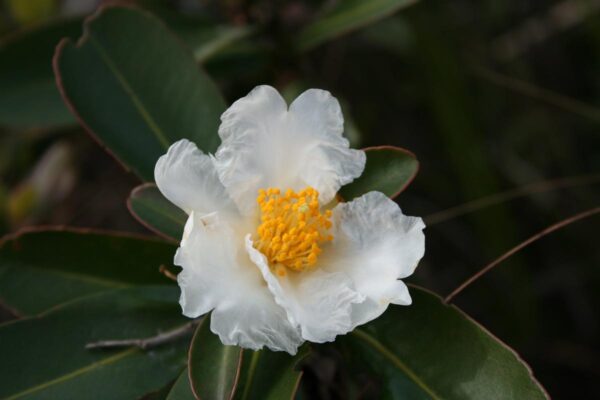 <i>Gordonia axillaris</i> - Image 2