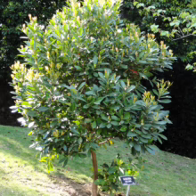 A young Gordonia axillaris tree with glossy green leaves stands on a grassy slope in dappled sunlight. A small sign identifies the tree. Dark green foliage forms a backdrop.