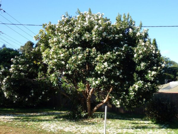 <i>Gordonia axillaris</i>