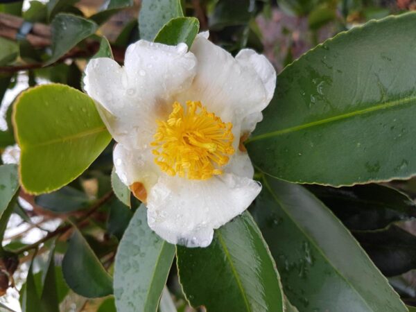 <i>Gordonia yunnanensis</i>