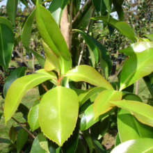 Close-up of a vibrant strawberry tree (Arbutus unedo) showing glossy green leaves and reddish stems. The lush foliage is dense, highlighting the tree's healthy growth and ornamental appeal.