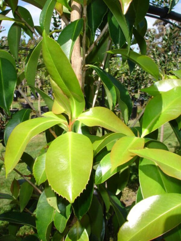 <i>Gordonia yunnanensis</i> 'Moonlight Magic' - Image 2