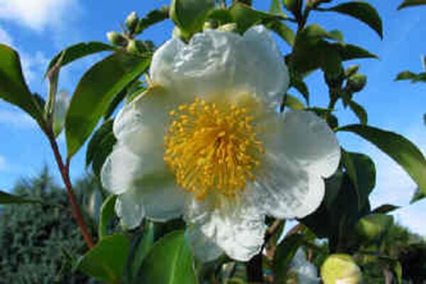 <i>Gordonia yunnanensis</i> 'Moonlight Magic'