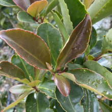 Glossy leaves of a Japanese Andromeda shrub, some green, some reddish-bronze with reddish edges, create a vibrant, textured close-up.