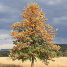 Grevillea robusta (Silky Oak) in a paddock.