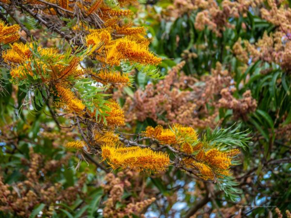 <i>Grevillea robusta</i> - Image 3