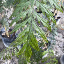 Grevillea robusta (Silky Oak) leaf.