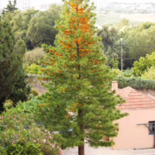 Grevillea robusta (Silky Oak) young tree.