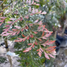 Grevillea robusta (Silky Oak) new foliage.