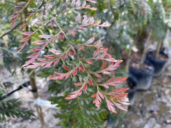 <i>Grevillea robusta</i> - Image 6