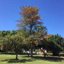 Grevillea robusta (Silky Oak) in a cluster of trees.