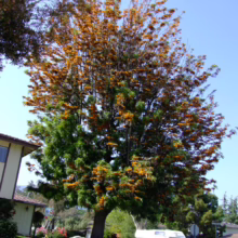 Grevillea robusta (Silky Oak) form.