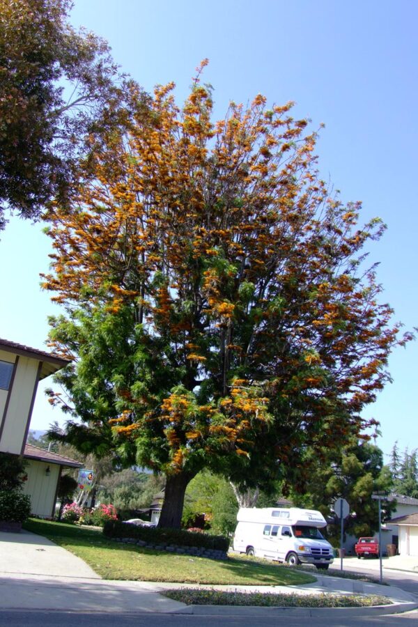 <i>Grevillea robusta</i> - Image 8