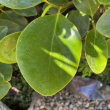 Griselinia littoralis (Kāpuka) leaf.