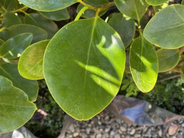 <i>Griselinia littoralis</i> - Image 2