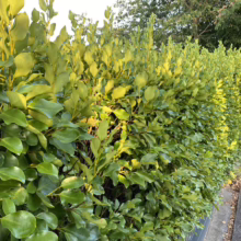 Griselinia littoralis (Kāpuka) close up hedge.