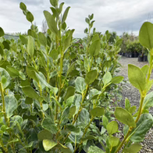Griselinia littoralis 'Ardmore Emerald' (Kāpuka) foliage.