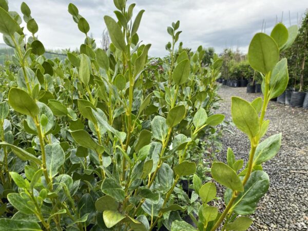 <i>Griselinia littoralis</i> 'Ardmore Emerald' - Image 2