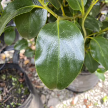 Griselinia littoralis 'Ardmore Emerald' (Kāpuka) leaf.