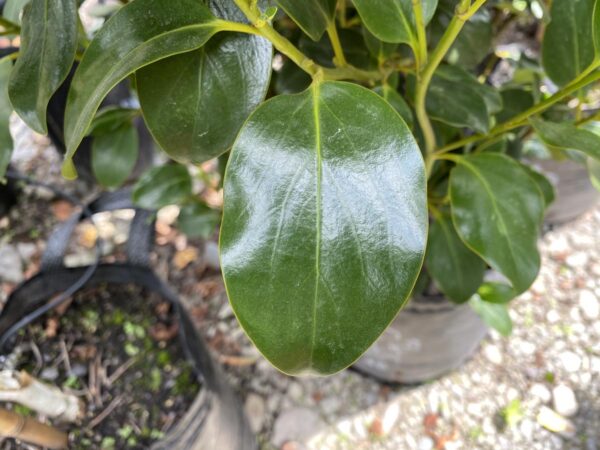 <i>Griselinia littoralis</i> 'Ardmore Emerald' - Image 3