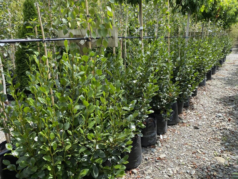 Griselinia littoralis 'Ardmore Emerald' (Kāpuka) trees at Leafland.