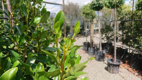 <i>Griselinia littoralis</i> 'Broadway Lime'
