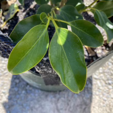 Griselinia littoralis 'Broadway Mint' (Kāpuka) Foliage