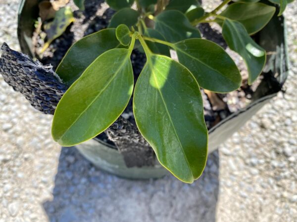 <i>Griselinia littoralis</i> 'Broadway Mint' - Image 2