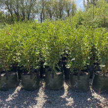 Griselinia littoralis 'Broadway Mint' (Kāpuka)