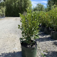 Griselinia littoralis 'Broadway Mint' (Kāpuka)