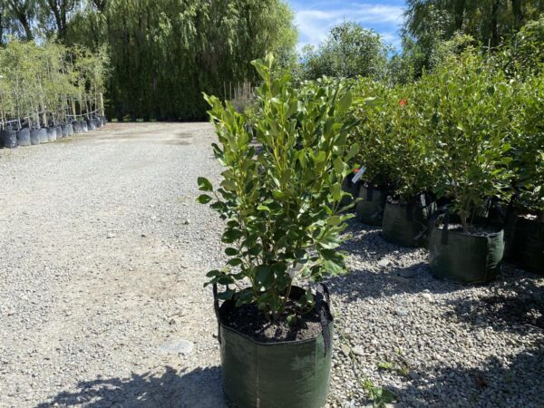 <i>Griselinia littoralis</i> 'Broadway Mint' - Image 4