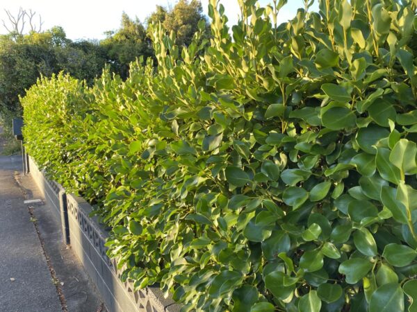 <i>Griselinia littoralis</i> 'Broadway Mint'