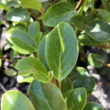 Griselinia littoralis 'Canterbury' (Kāpuka) foliage.