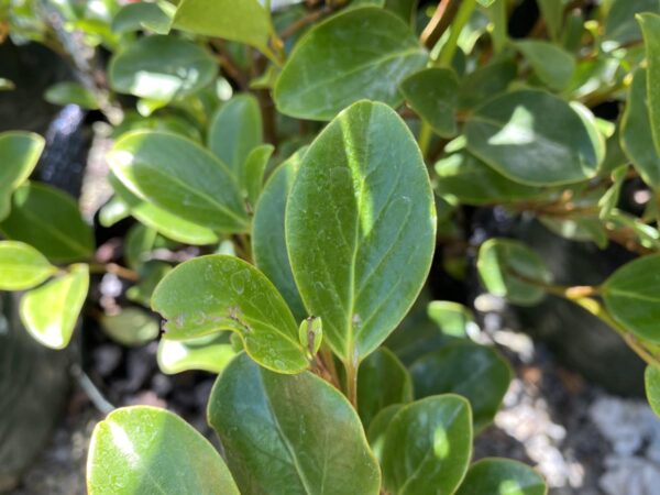 <i>Griselinia littoralis</i> 'Canterbury' - Image 2