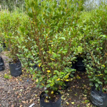 25L Griselinia littoralis 'Canterbury' (Kāpuka) at Leafland.