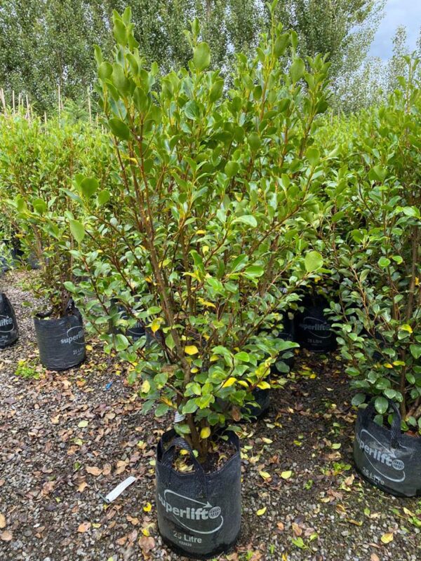 25L Griselinia littoralis 'Canterbury' (Kāpuka) at Leafland.