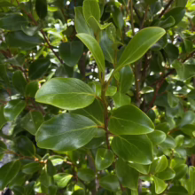 Griselinia littoralis 'Canterbury' (Kāpuka) branch.