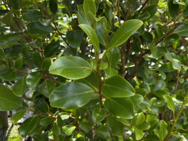 <i>Griselinia littoralis</i> 'Canterbury' - Image 3